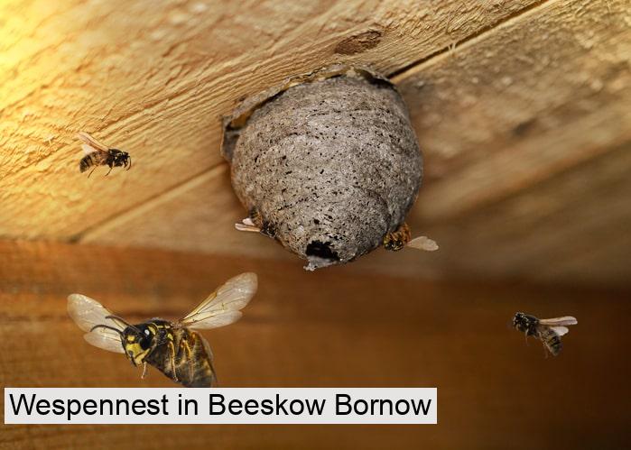 Wespennest in Beeskow Bornow